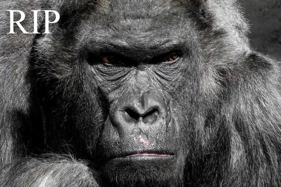 Harambe, a national hero – The BluePrint