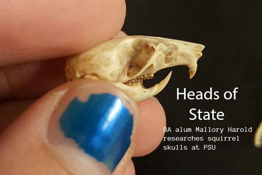 Squirrel skulls have become the focus of research for Mallory Harold.