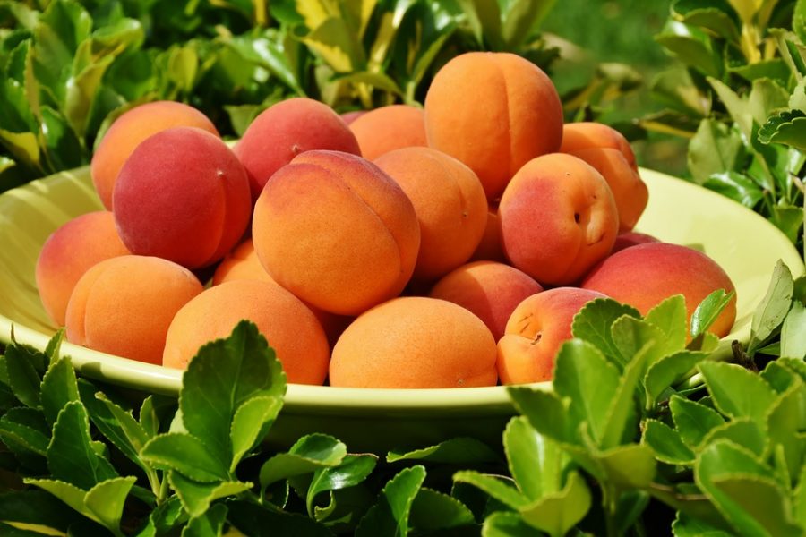 Come learn the importance of the wonderful apricot.