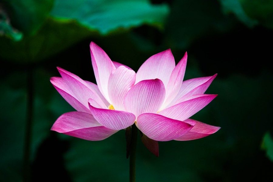 The lotus flower symbolizes that there is beauty even in the darkest of places.