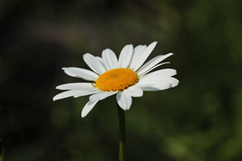 A daisys petals glisten in the sunlight..