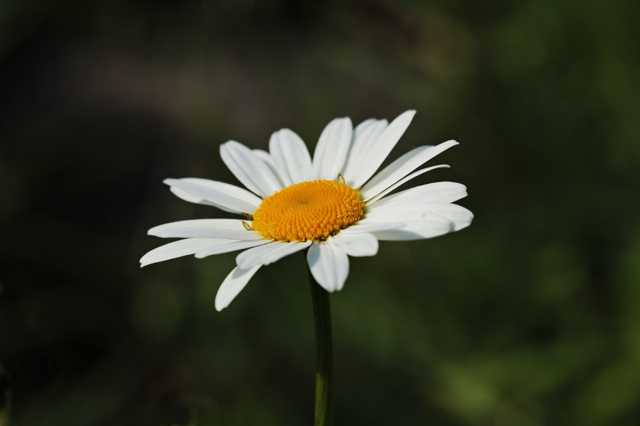 A+daisys+petals+glisten+in+the+sunlight..