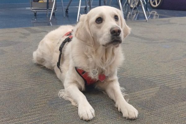 Bailey improves the learning environment as Myers’ therapy dog