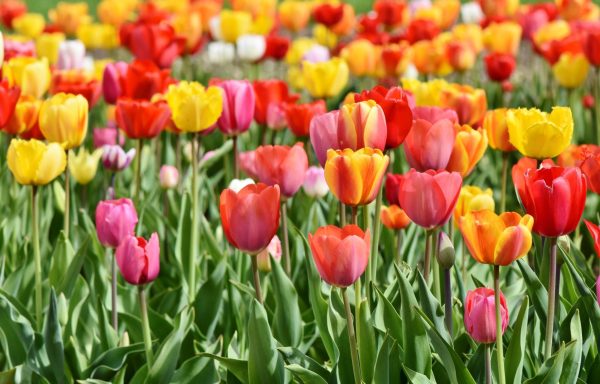 Spring arrives at 10:46 on March 20.